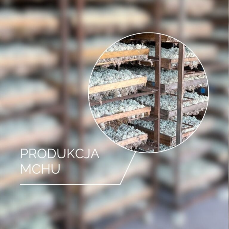 produkcja mchu